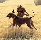 Rhodesian Ridgeback by Dagmar Behrens thumbnail