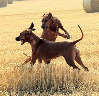 Rhodesian Ridgeback