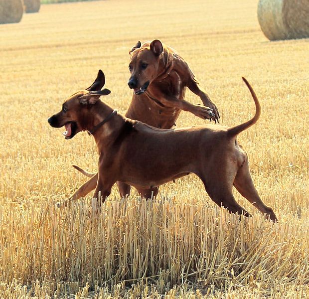 Rhodesian Ridgeback by Dagmar Behrens
