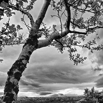 Einsamer Baum