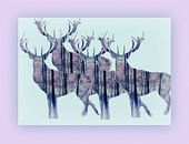 Deer Show by Vera Laake thumbnail