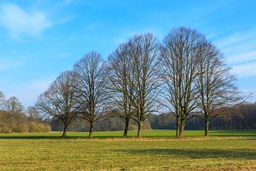 Grasveld met groep bomen van Henk van den Brink