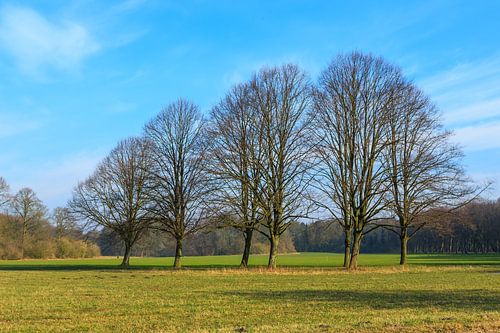 Grasveld met groep bomen