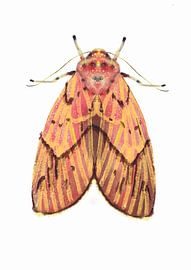 Pink yellow moth on white background by Angela Peters