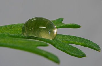 waterdruppel op blad
