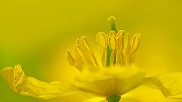 Jaune (Fleur jaune) sur Caroline Lichthart