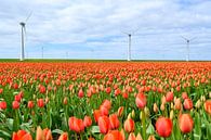 Tulips blossoming in a field during springtime by Sjoerd van der Wal Photography thumbnail