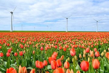 Tulips blossoming in a field during springtime by Sjoerd van der Wal