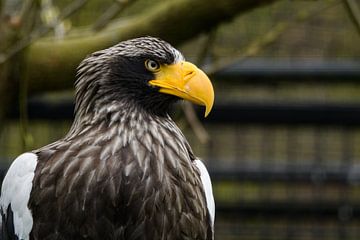 Steenarend ( Golden Eagle )