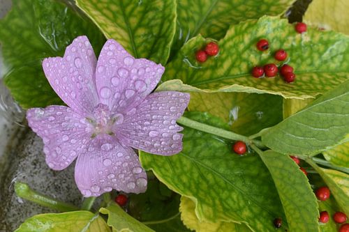 Een wilde paarse bloem in een plas water