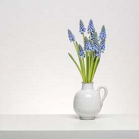 Small Grape Hyacinth in white von Roderick van de Berg