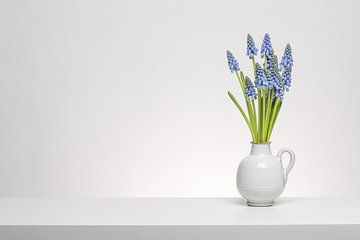 Small Grape Hyacinth in white by Roderick van de Berg