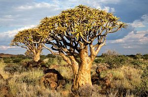 Kokerbomen in Namibië van Jan van Reij
