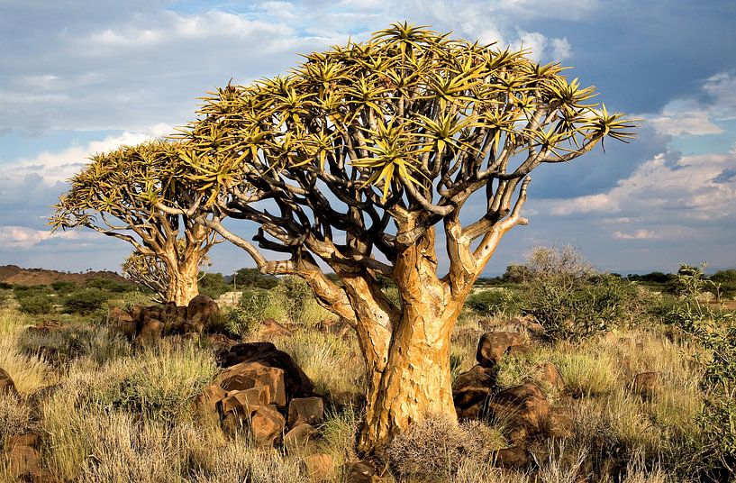 Köcherbäume in Namibia von Jan van Reij