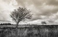 Wolken boven heide