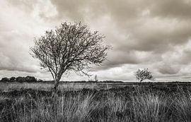 Wolken boven heide by Erica Kuiper