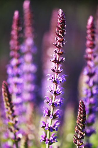 Close-up with depth of field of purple pink summer flowers