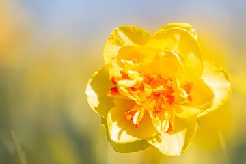 Bicoloured daffodil in the field. by Erik de Rijk