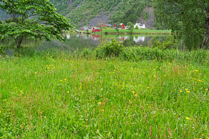 Ein Sommermorgen in Sandvin, Vestland, Norwegen
