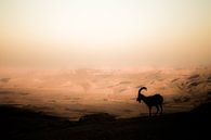 Ibex on top of the crater by Omri Raviv thumbnail
