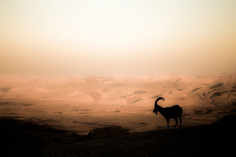 Ibex on top of the crater by Omri Raviv