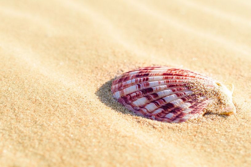 Coquillage d'été par Marcelis Meihuizen