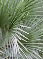 Close up of botanical, tropical palm leaves