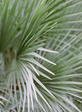 Gros plan de feuilles de palmier tropicales botaniques. sur Alexandra Vonk