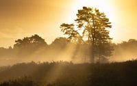 Sun harps during the golden hour on a misty autumn morning