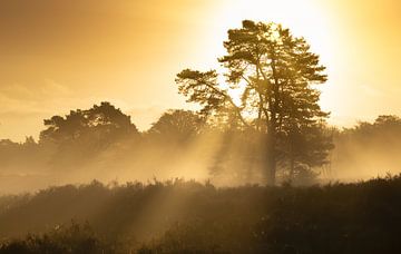 Zonneharpen tijdens het gouden uur op een mistige herfstochtend van Sugar_bee_photography