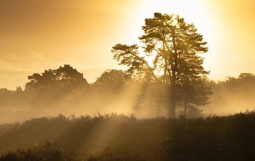 Sonnenharfen während der goldenen Stunde an einem nebligen Herbstmorgen von Sugar_bee_photography
