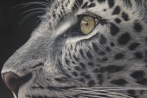 Leopard im Goldenen Fokus