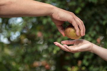 adam and eve the forbidden fruit3 by anne droogsma