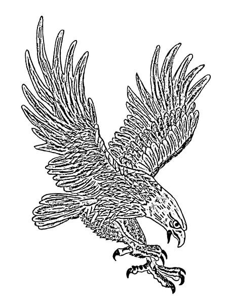 Eagle drawing. by Jose Lok