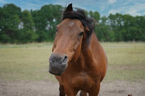 Trakehner Feldmeyer in de wei