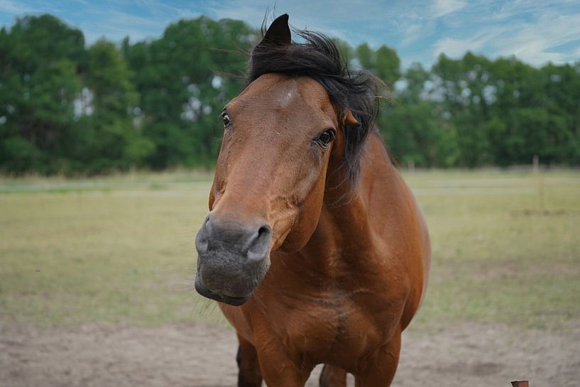 Trakehner Feldmeyer auf der Weide von Babetts Bildergalerie