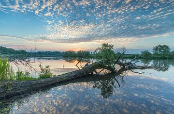 Baum im Wasser von Marcel Kerdijk