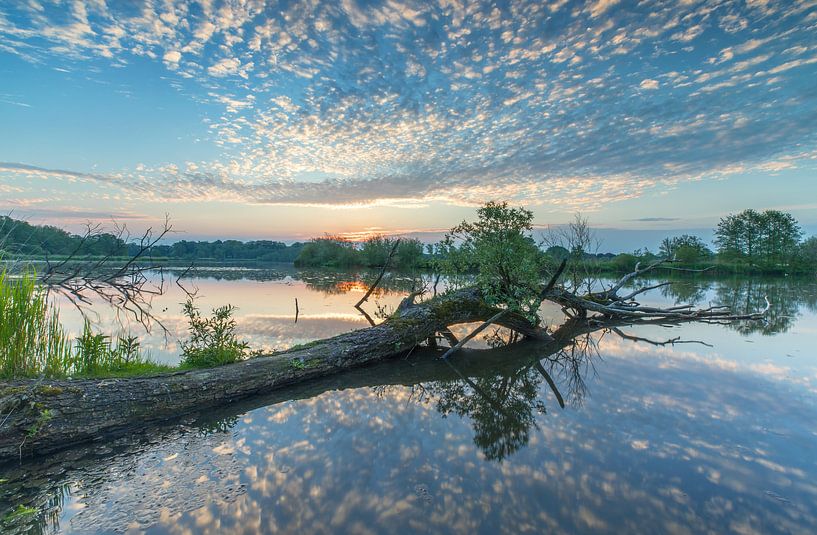 Tree in the water by Marcel Kerdijk