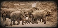  Junger Elefant in der Gruppe