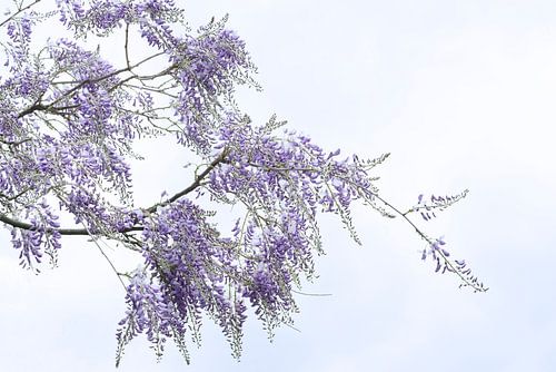 Wisteria. Paarse regen.
