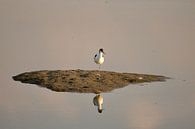 Pied-billed avocet on islet by Peter de Meulmeester thumbnail
