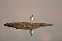 Pied-billed avocet on islet