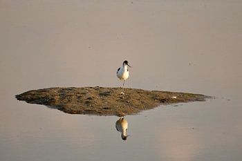 Säbelschnäbler auf einem Eiland