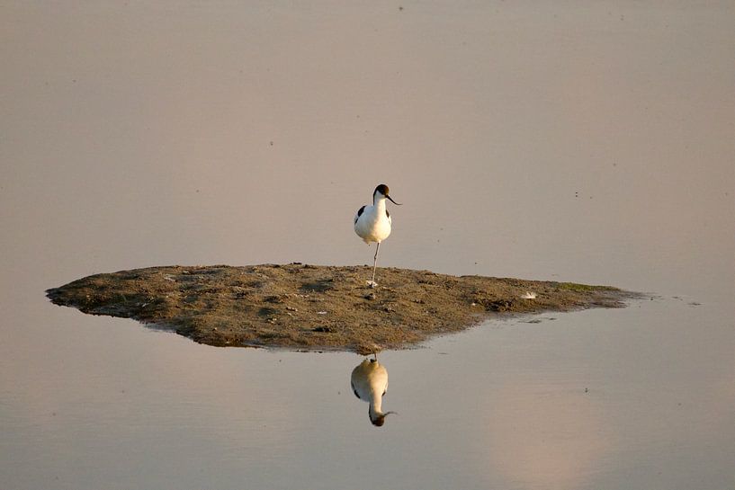 Pied-billed avocet on islet by Peter de Meulmeester