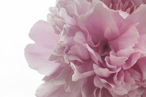 Macro-opname van een roze pioen in volle bloei, afbeelding 4