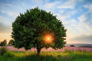 Sommerabend