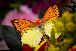 Een exotische vlinder op een bloem van Roland Brack