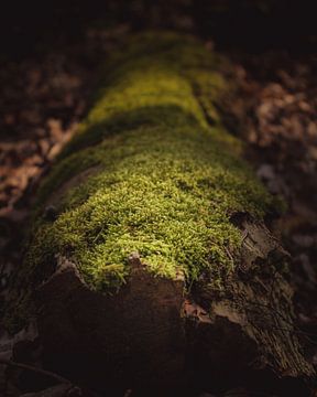 Moss on tree van Sandra Hazes