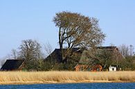 Barnstorf - Leben am Bodden - Ostsee von Gisela Scheffbuch Miniaturansicht