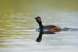 Rumored Grebe by Jeroen Stel